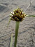 Cyperus capitatus